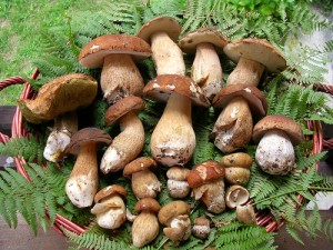 vichi funghi primopremio.net