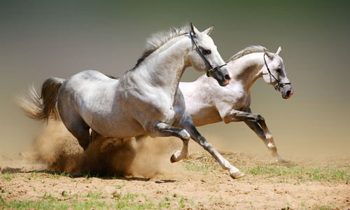 campione_omaggio_dvd_cavalli_primopremio.net