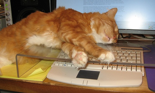 campione_omaggio_guida_gatto_anziano_primopremio.net