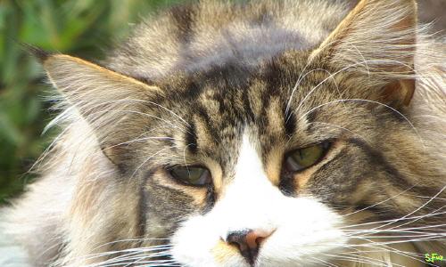 campione_omaggio_cibo_gatti_primopremio.net