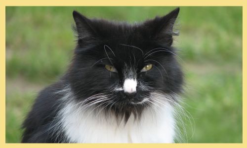 campione_omaggio_cibo_happy_cat_primopremio.net
