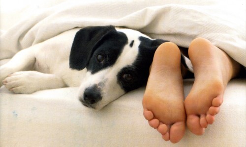 campione_omaggio_targhetta_cani_primopremio.net