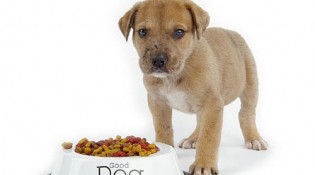 campione_omaggio_cibo_cani_cesar_primopremio.net