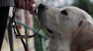 campione_omaggio_shampoo_cani_primopremio.net